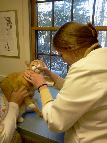 Oxbow goes to the vet
