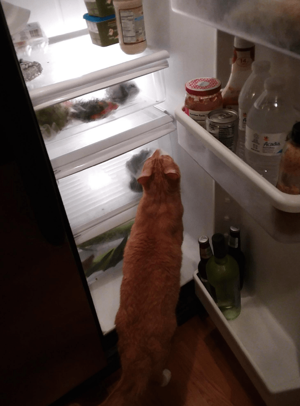 J in fridge