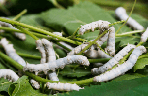 silkworms
