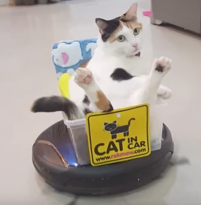 Roomba cat