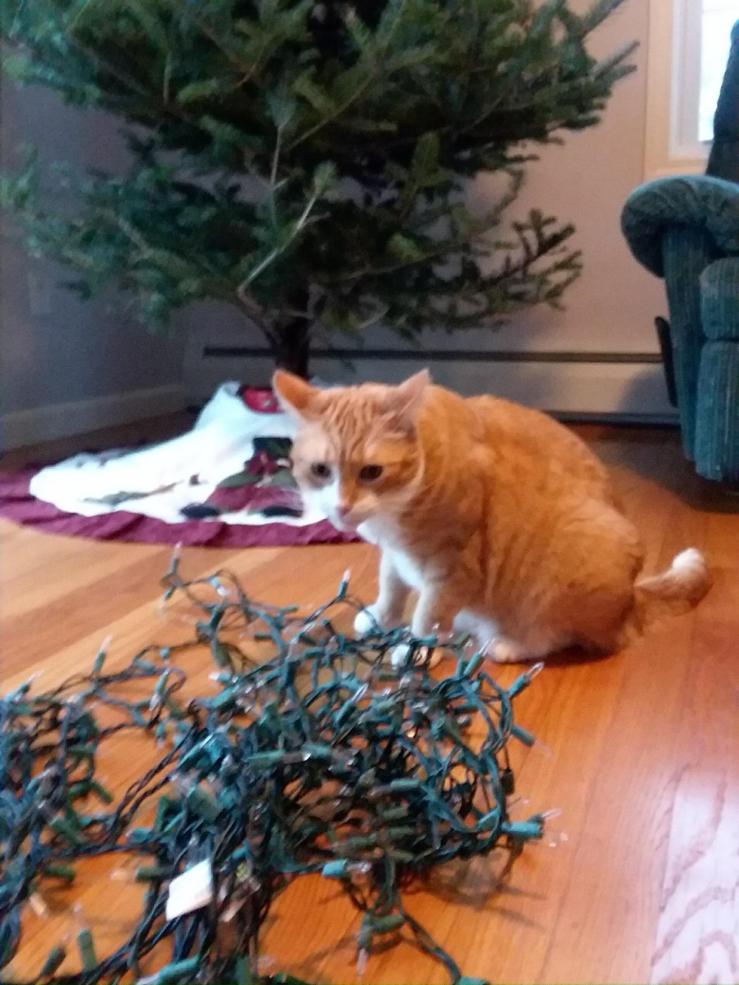 Resized952017121495155311001956213