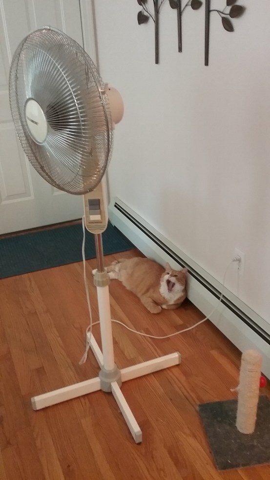 fan