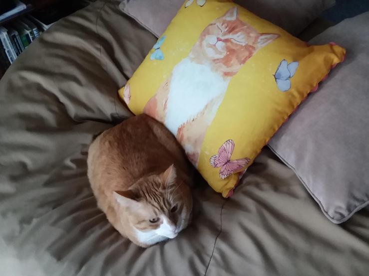 pillow