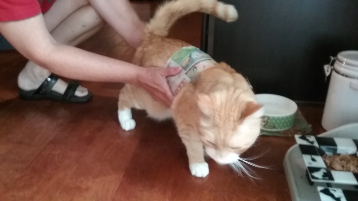 thundershirt pattern