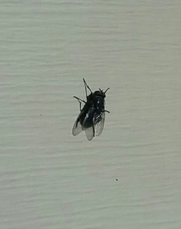 fly on the wall
