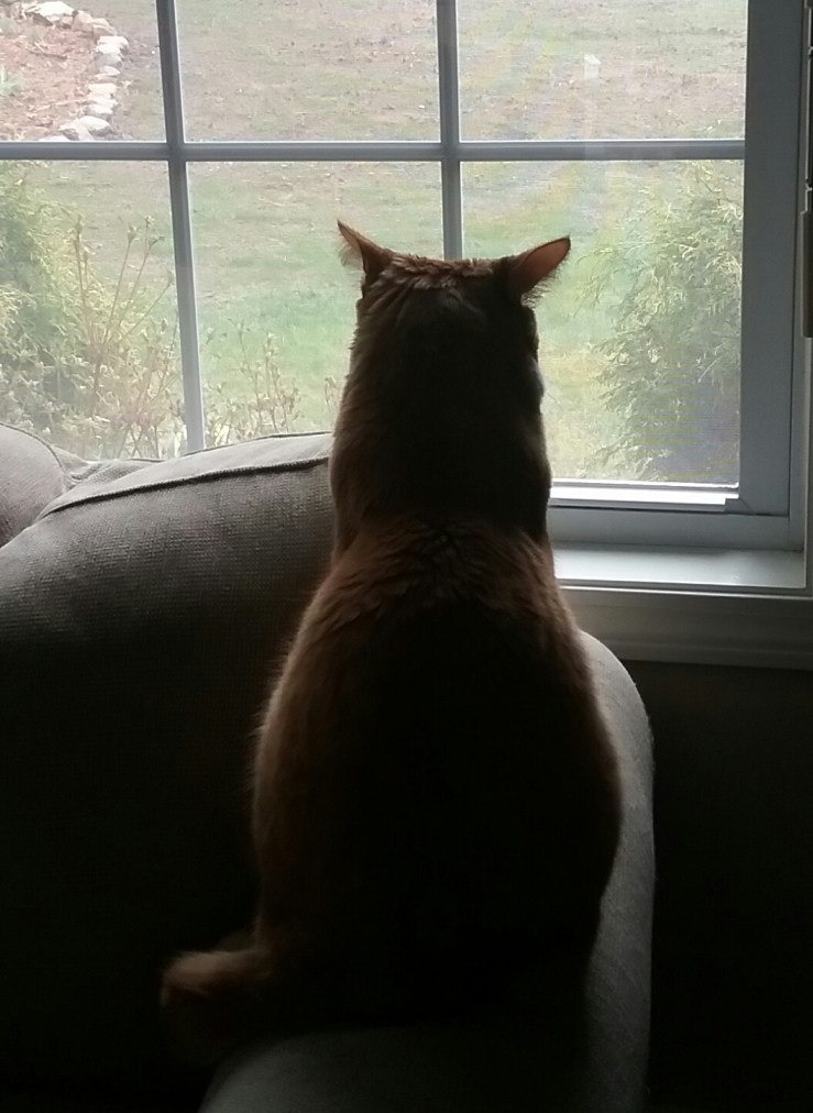 bird watching