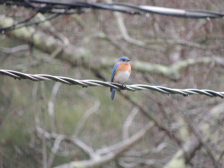 bluebird