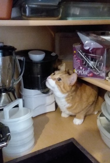 Bo in cupboard